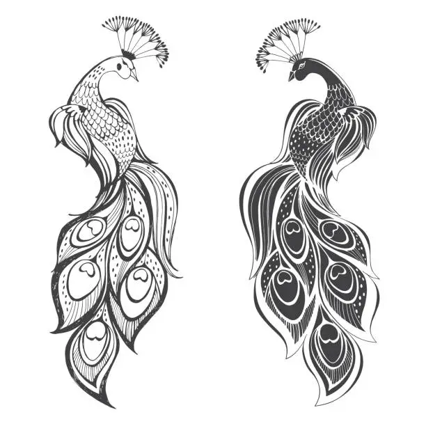 Vector illustration of Peacocks. Vector illustration, two variants. Isolated elements on white background.