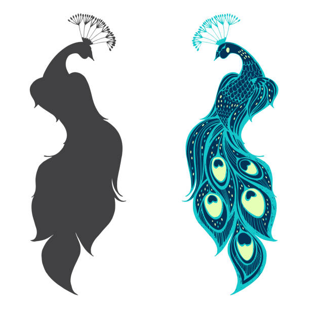 Peacocks. Vector illustration, two variants. Isolated elements on white background. Peacocks. Hand drawn vector illustration, sketch. Elements for design. peacock stock illustrations
