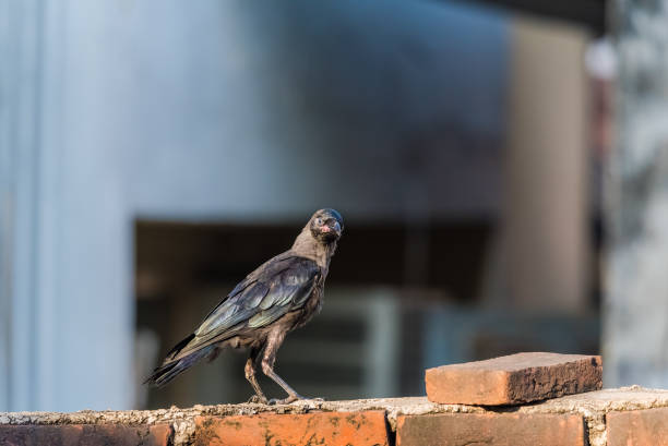 istock Juvenile house crow at first day flight 1048947382