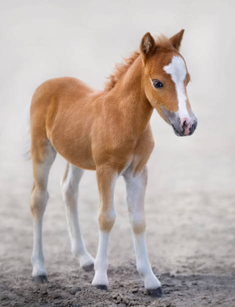 American Miniature Horse. Portrait chestnut foal with blaze facial mark. American Miniature Horse. Portrait chestnut foal with blaze facial mark on blurred background. colts stock pictures, royalty-free photos & images