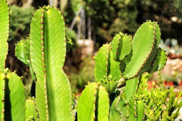 euphorbia ingens cactus - euphorbiaceae foto e immagini stock