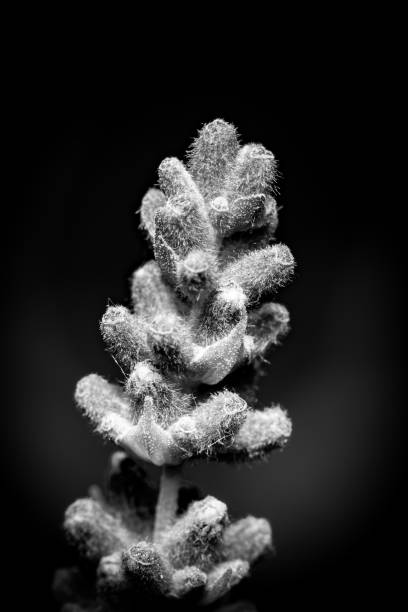 istock Flower on dark background - Artistic photography 1048951532