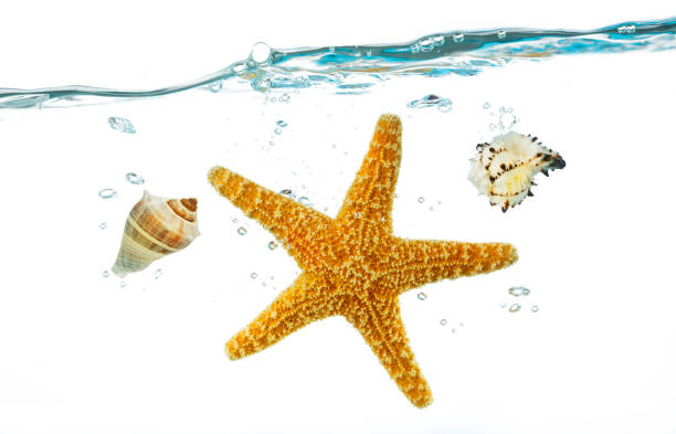 Clear shallow water background, summer vibe, top view, some blurred gravel bottom visible