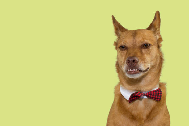 istock SERIOUS AND FUNNY MIXED BREED DOG UNDERBITE WEARING A BOW TIE ISOLATED ON COLORED YELLOR  BACKGROUND. COPY SPACE. STUDIO SHOT. 1048954870