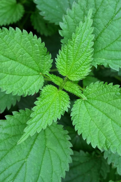 istock Stinging nettle out in the woods 1048955320