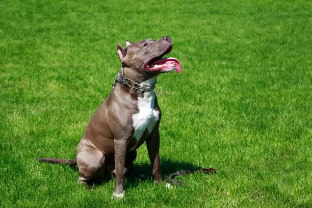 Dog of the breed American Pit Bull Terrier