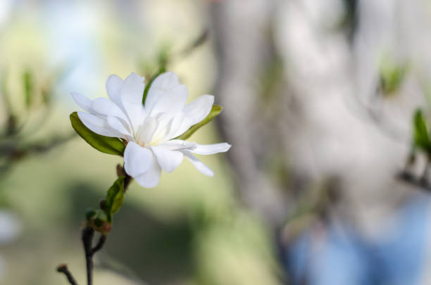 Blossoming magnolias in spring for inspiration. The ability to please the beauty.