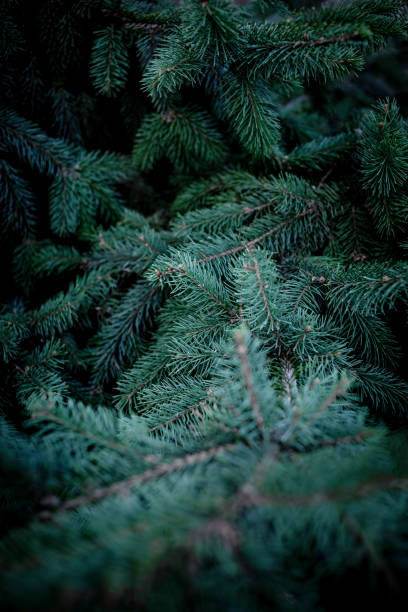 istock Christmas fir tree branches Background. Christmas pine tree wallpaper. Copy space.