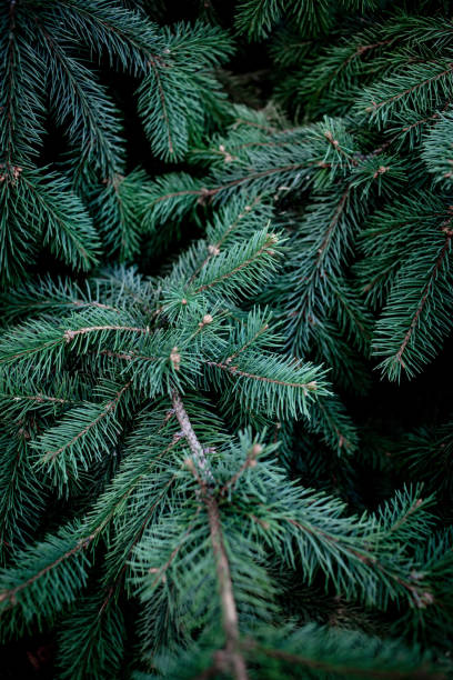 istock Christmas  Background with beautiful green pine tree brunch close up. Copy space.