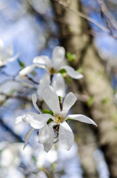 istock Blossoming magnolias in spring for inspiration and gift. 1048958946