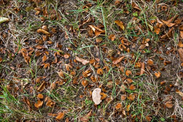 Forest floor with beechnuts, foliage and fir needles as background Forest floor with beechnuts, foliage and fir needles as background forest floor stock pictures, royalty-free photos & images