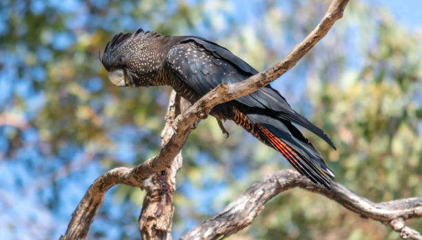 istock Female Forest Red-tailed Black-Cockatoo 1048963612