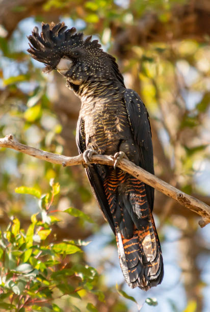 istock Female Forest Red-tailed Black-Cockatoo 1048963616