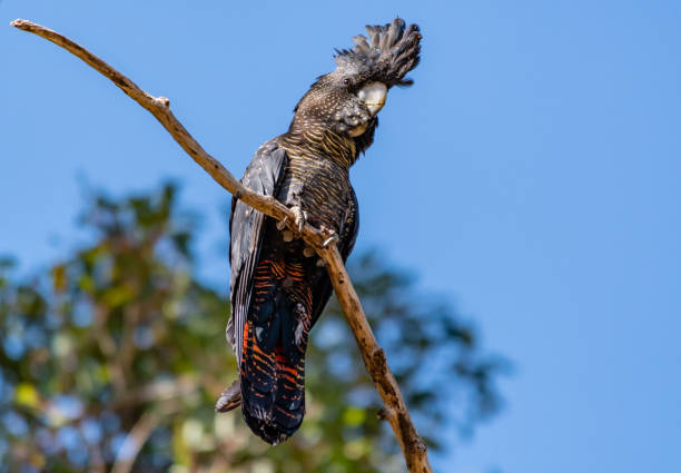 istock Female Forest Red-tailed Black-Cockatoo 1048963648