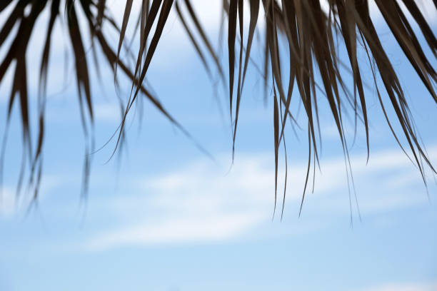 istock Palm leaves and cloudy sky 1048969680
