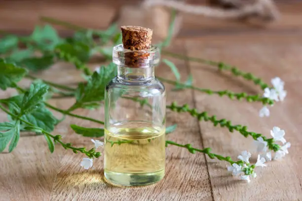 A bottle of common vervain essential oil with fresh blooming verbena officinalis plant