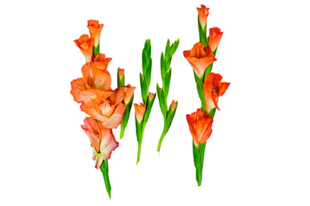 gladiolos colores tallos y brotes con flor - gladiolus flower white isolated fotografías e imágenes de stock