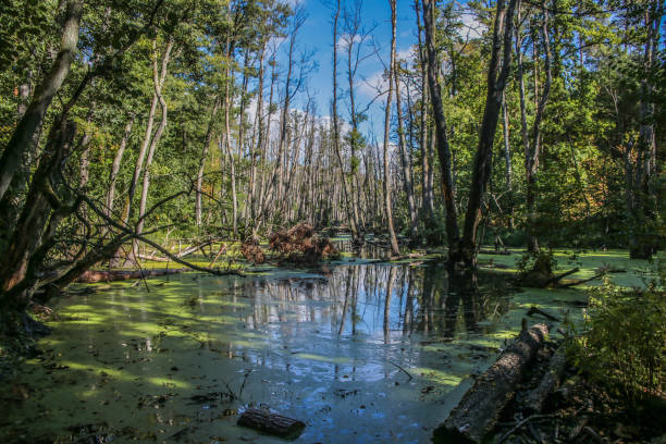 istock Trees in water - Briesetal (Brandenburg, Germany) 1048974644