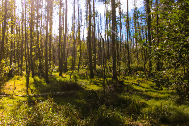 istock Forest in Briesetal - Brandenburg state, Germany 1048975268