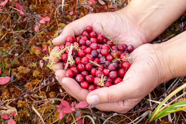 istock Wild cranberries in the hands 1048975732