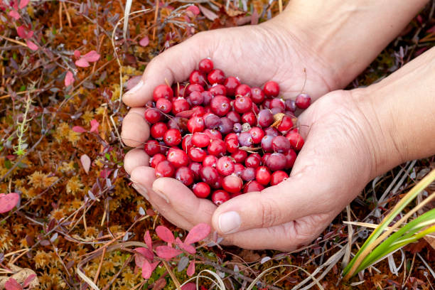 istock Wild cranberries in the hands 1048976656