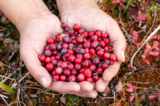 istock Wild cranberries in the hands 1048977070