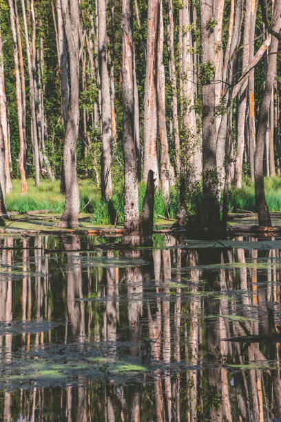istock Trees in water with beautiful reflection - Briesetal (Brandenburg, Germany) 1048977870