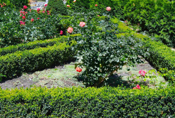 istock blooming roses on a green lawn on a sunny day 1048978112