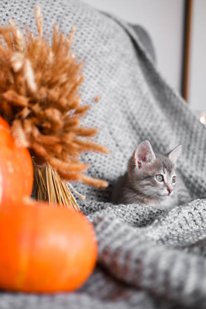 istock Cute kitten relaxing on warm plaid by autumn rustic home decor. halloween 1048978604