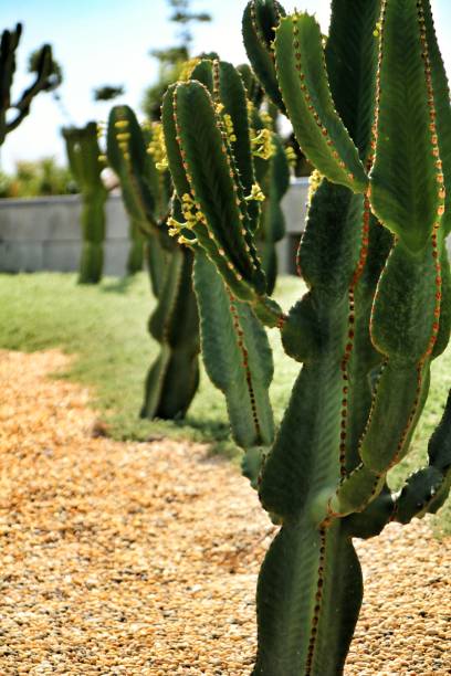Euphorbia ingens cactus plant in the garden Euphorbia ingens cactus plant in the garden under the sun in Nijar, Almeria, Spain euphorbiaceae stock pictures, royalty-free photos & images