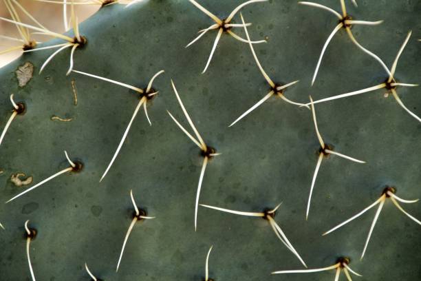 istock Opuntia ficus indica cactus texture 1048981912
