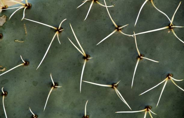 istock Opuntia ficus indica cactus texture 1048981970