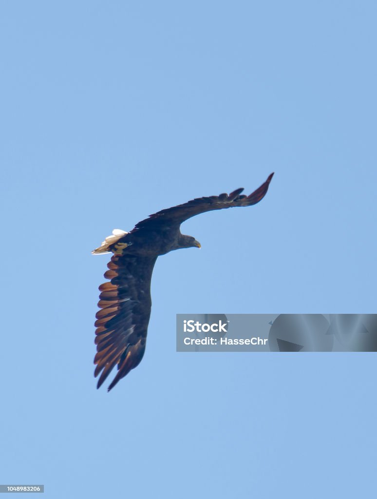 Vuelo Águila Real También Llamado Águila De Cola Blanca Cielo Azul De Fondo  Foto de stock y más banco de imágenes de Aire libre - iStock