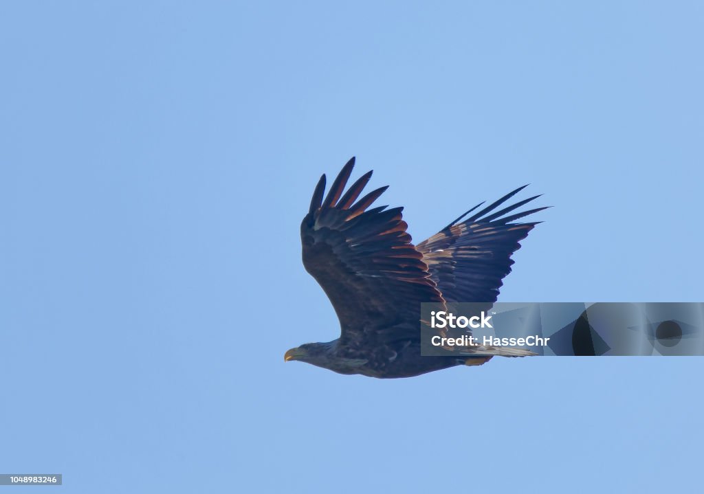 Imponente Vuelo Águila Real También Llamado Águila De Cola Blanca Cielo  Azul De Fondo Foto de stock y más banco de imágenes de Aire libre - iStock