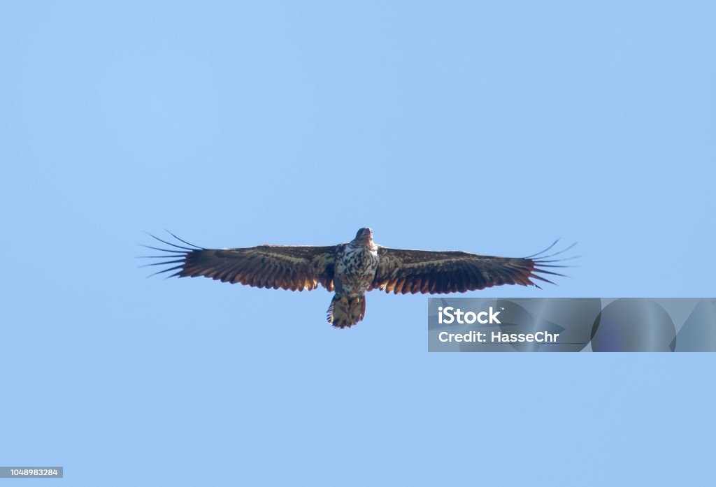 Vuelo Águila Real También Llamado Águila De Cola Blanca Cielo Azul De Fondo  Foto de stock y más banco de imágenes de Suecia - iStock