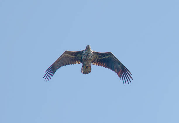 istock Imposing flying Sea eagle also called White-tailed eagle (latin: Haliaeetus albicilla). Blue sky in the background 1048983296