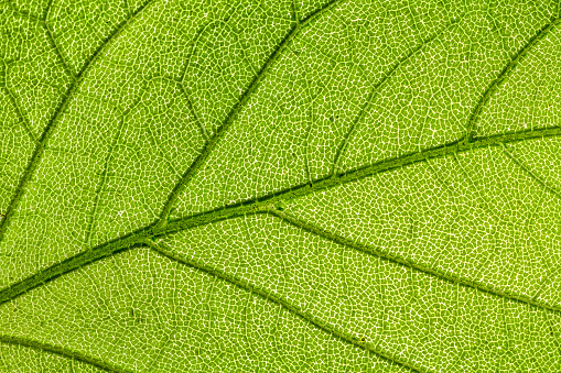 Macro photography of growing tomatoes.