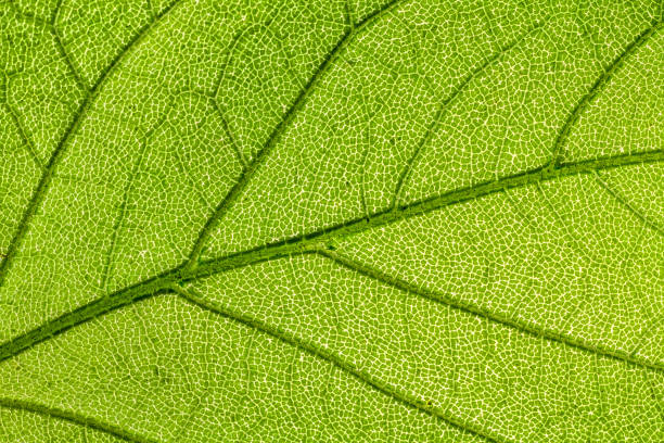 Tree leaf. stock photo