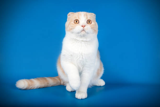 istock Scottish fold shorthair cat on colored backgrounds 1048990398