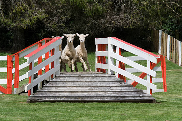 Running sheep stock photo