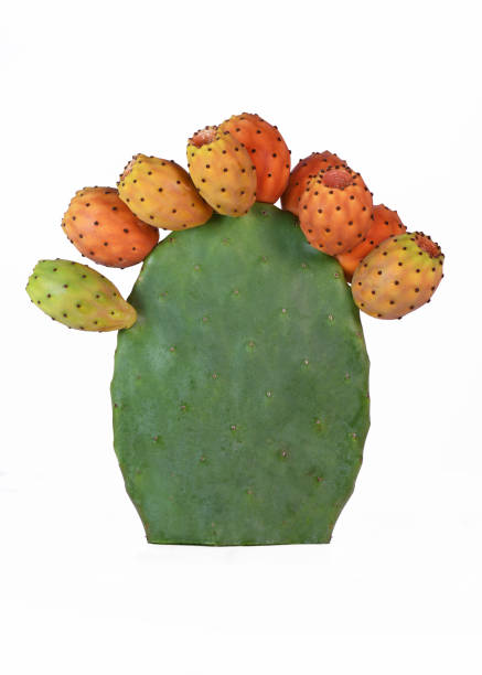 ripe prickly pear fruit many ripe prickly pear fruit on a green cactus isolated with a white background. nopal fruit stock pictures, royalty-free photos & images