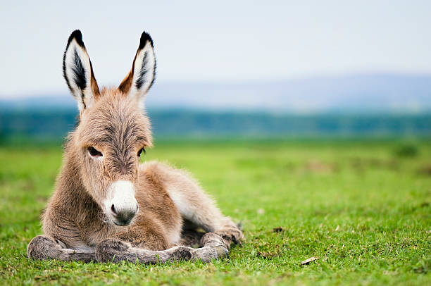 Baby donkey laying in a green pasture young mule or baby donkey foal young animal stock pictures, royalty-free photos & images