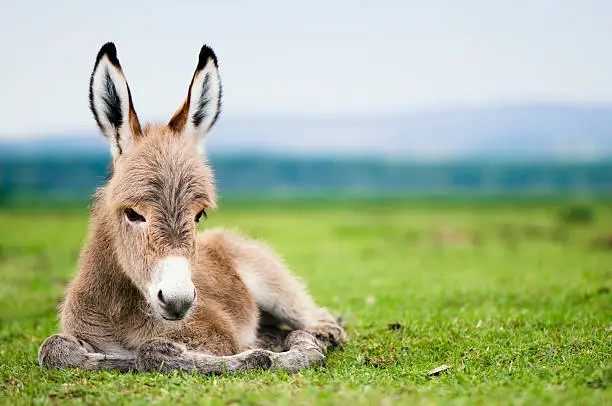 Photo of Baby donkey laying in a green pasture