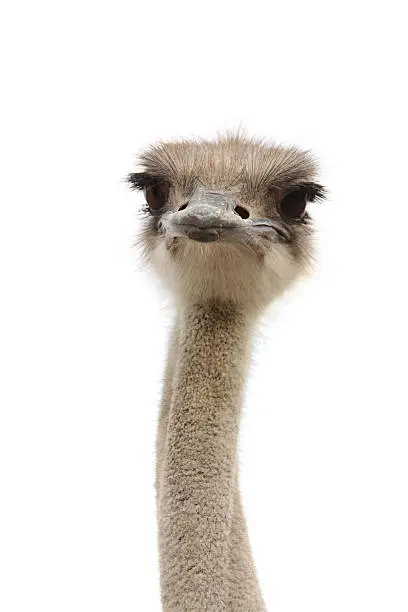 Photo of young ostrich female