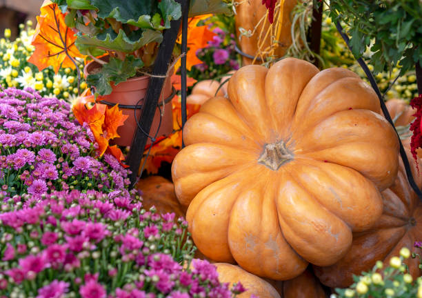 istock Autumn composition with pumpkins, asters and maple leaves. 1048996044