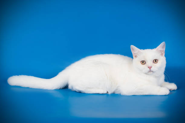 istock scottish straight shorthair cat 1048999276