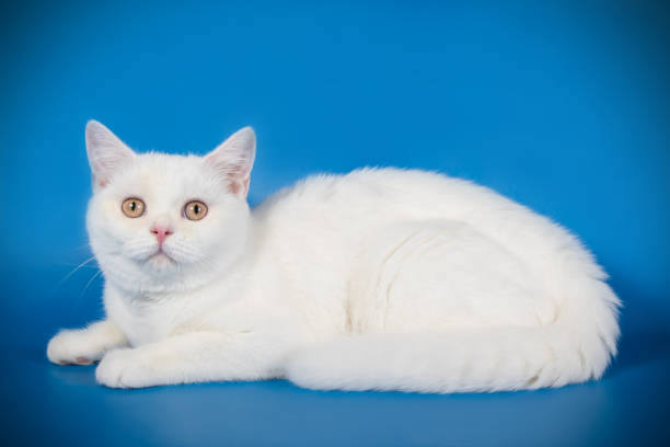 istock scottish straight shorthair cat 1048999278