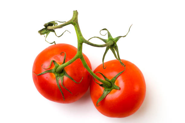 deux tomates bien mûres sur vigne isolée on white - photography vegetable vine food photos et images de collection