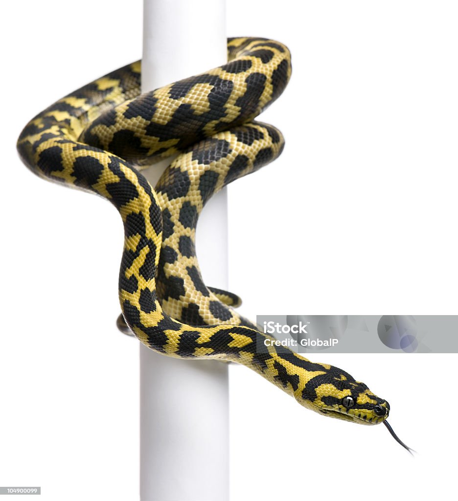 モレリア spilota variegata パイソン、1 歳で、極ます。 - ヘビのロイヤリティフリーストックフォト