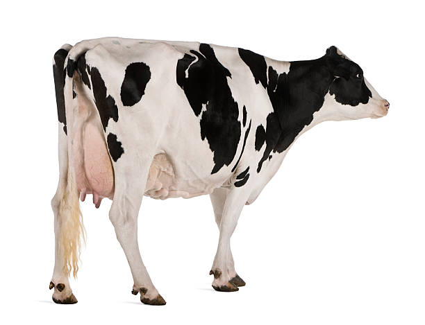 istock Side view of Holstein cow, 5 years old, standing. 104900133